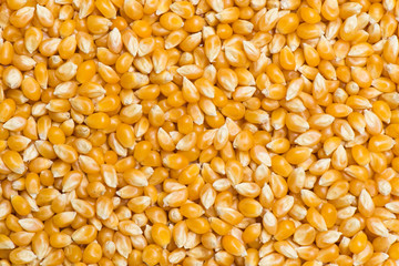 Raw popcorn for background