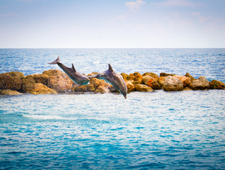 Naklejka premium Jumping Dolphins in the sea