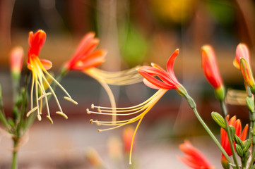 Hippeastrum johnsonii Bury beautiful flower with nature blur background