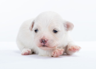 Havanese puppy dog on white background