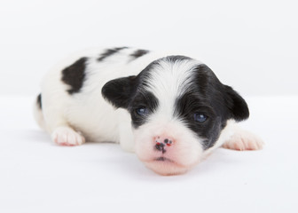 Havanese puppy dog on white background