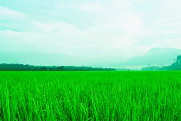 Fototapeta na wymiar blue sky and green grass background
