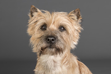 Studioaufnahme Cairn Terrier