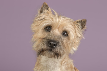 Studioaufnahme Cairn Terrier