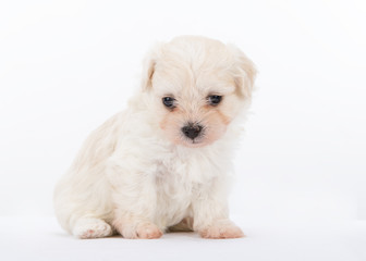 Havanese puppy dog on white background