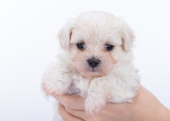 Havanese puppy dog on white background