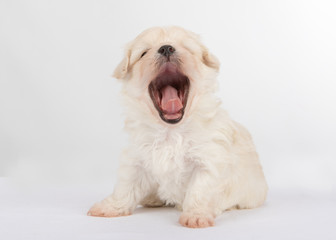 Havanese puppy dog on white background