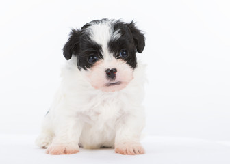 Havanese puppy dog on white background