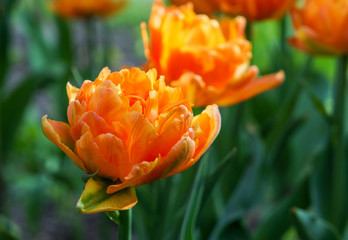 Orange tulips in the flower bed