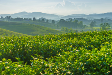 Green tea farm on hill, Chiang Rai, Thailand