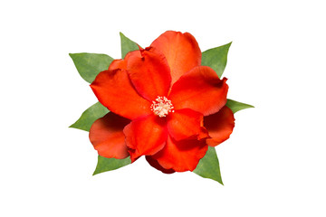 Red Orange Flower with Green Leaves on White Background