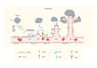 angiogenesis: forming of new blood vessels under cancer cells stimulus