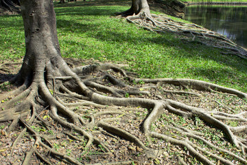 The roots of the trees and the grass 