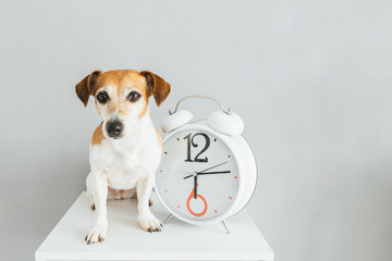 Dog and clock. Gray background. About time theme