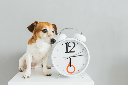Small cute dog sitting near  white clock with arrows and big figures stand against a gray wall background