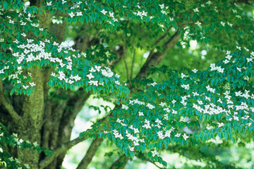 Dogwood flowers. ヤマボウシの花