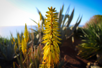 Agave