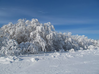 Fototapeta na wymiar trees in the snow