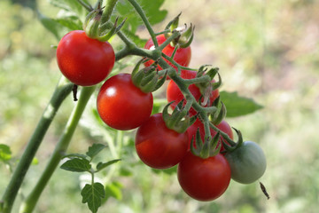 Tomato plant with redden fruits cherry on branch in greenhouse