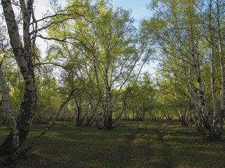 birch forest