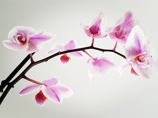 Fleur d'orchid&eacute;e rose