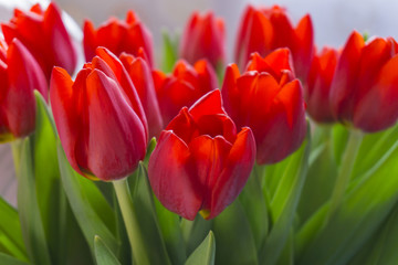 Group of red tulips in the park. Spring landscape.