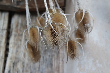 a bouquet of dried thistles