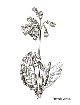 Primula officinalis. Hand drawn vector botanical illustration of valerian on white background. Wild grasses and flowers.