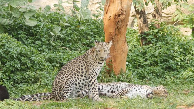 4k of leopard fighting in the jungle