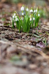Snowdrop (Galanthus) flowers makes the way through fallen leaves. Natural spring background. Moscow, Russia. Place for text.