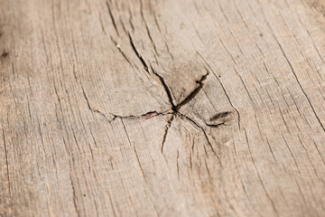 Old natural wooden shabby background close up