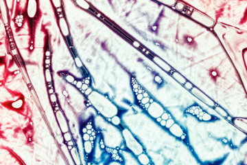 Fototapeta premium Background of blood in a plastic bag of the donor. Physiological liquids, chemical reagents for analysis