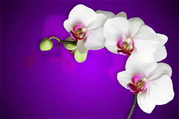 Fototapeta na wymiar white orchids on gradient purple background