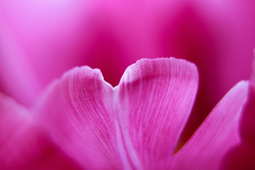 A leaf of a flower of a tulip macro. background. Desktop wallpaper
