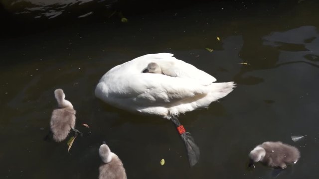 Swan with her offspring