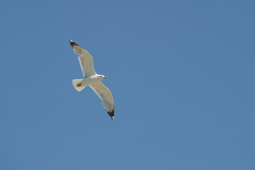 sea gull on the summer blue sky