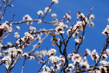 Plum tree in full blossom with insects that pollinate it
