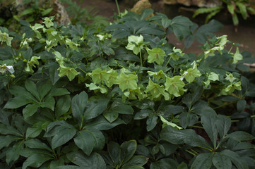 Young green plants, subtropics. Flower texture, background.