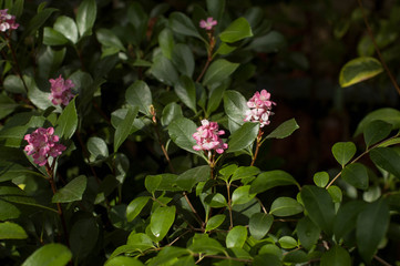 Spring flowering of subtropical plants. Subtropical flowers, the beginning of spring flowering, natural lighting.