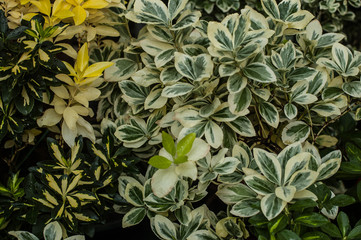 Young green plants, subtropics. Flower texture, background.