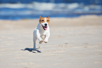 jack russell terrier dog running on a beach