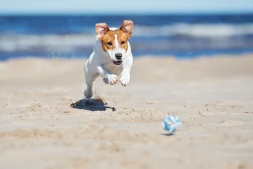 Papier Peint photo Lavable Chien jack russell terrier dog playing on a beach