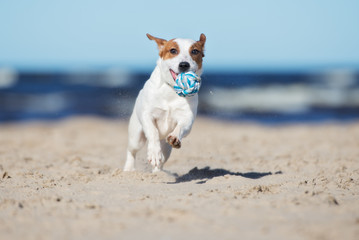 jack russell terrier dog running on a beach