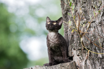 black devon rex kitten