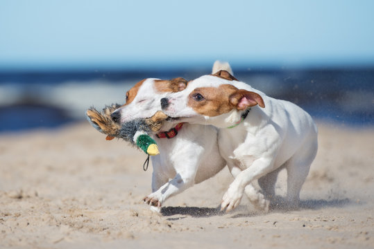 two jack russell terrier dogs playing on a beach