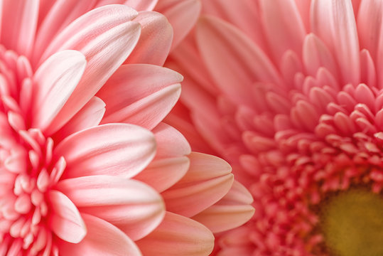 macro photography of pink daisy or gerbera, floral background with petals