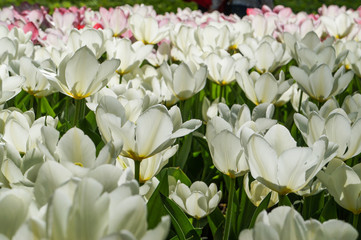 Spring tulips in full bloom