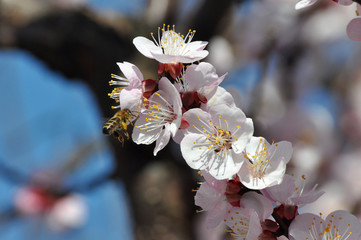 Peach tree in full blossom. Honey Bee pollinating peach flower. Tree in bloom in spring
