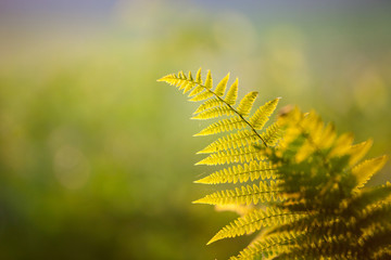 green fern in morning sun with unsharp background