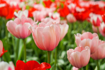 Spring tulips in full bloom